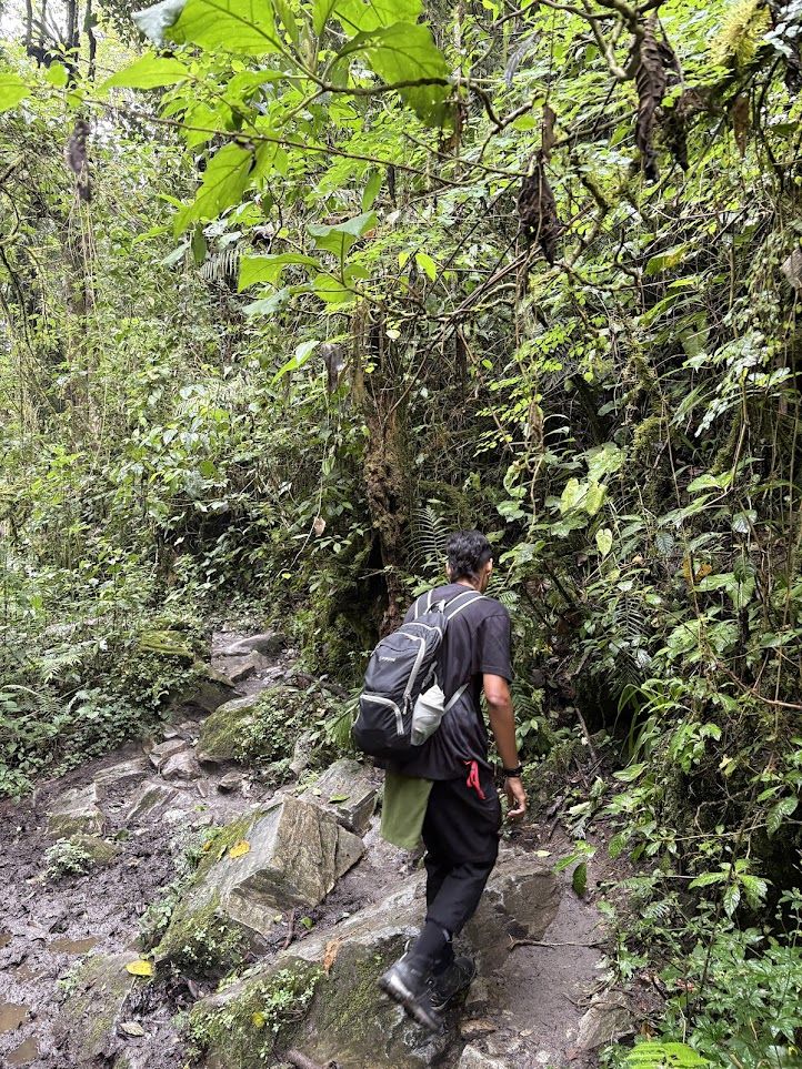 Valle del Cocora: donde los árboles tocan las nubes